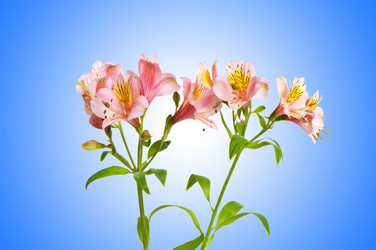 Similar image 1116893