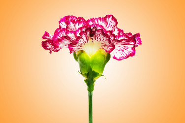 Similar image 1117022