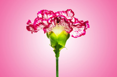 Similar image 1118301