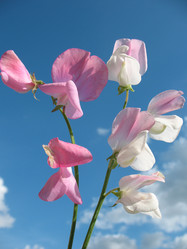 Similar image 1118664