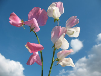 Similar image 1118665