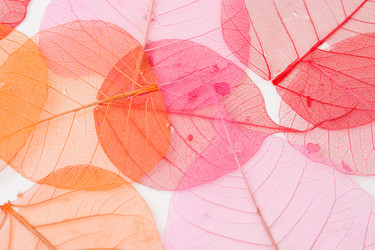 Similar image 1118669