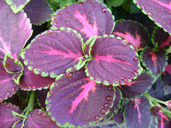 Similar image 1119029