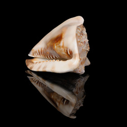 Similar image 1119700