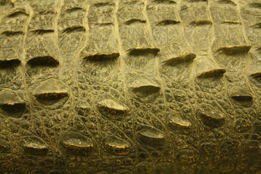 Similar image 1119829