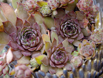 Similar image 1119862