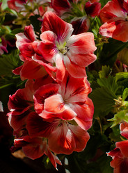 Similar image 1120523