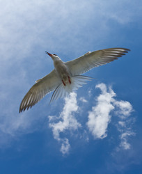 Similar image 1120662