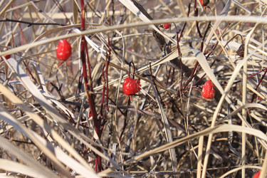 Similar image 1121575