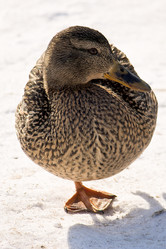 Similar image 1121578