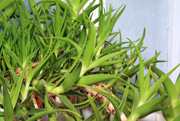 Similar image 1121784