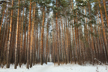 Similar image 1122383