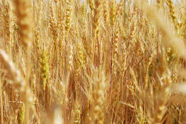 Similar image 1122457