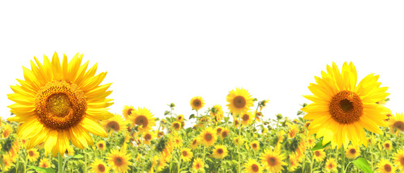 Similar image 1122727