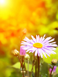 Similar image 1122750