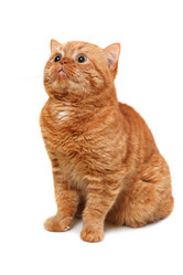 Similar image 1122954