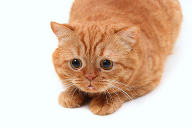 Similar image 1122955