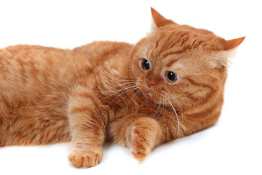 Similar image 1126121