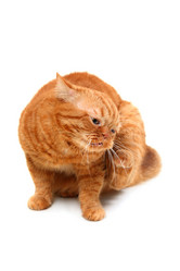 Similar image 1126122