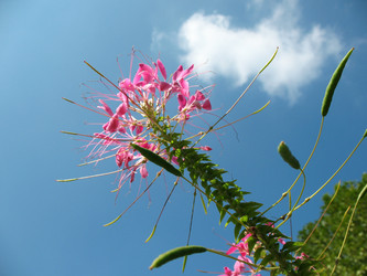 Similar image 1126123