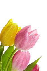 Similar image 1126256