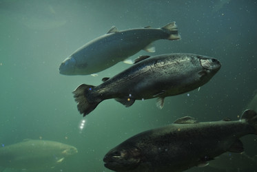 Similar image 1134108