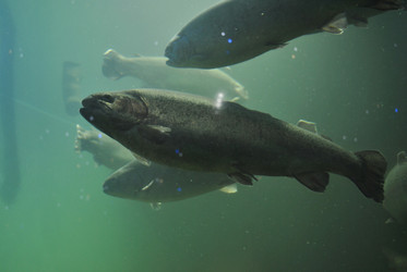 Similar image 1134110