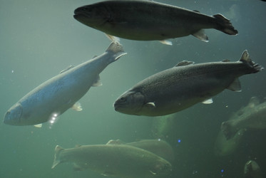 Similar image 1134112