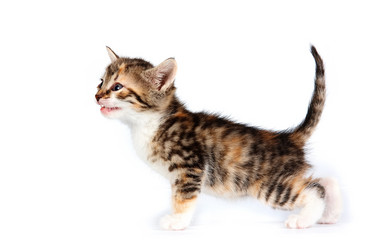 Similar image 1134418