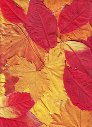 Similar image 1134534