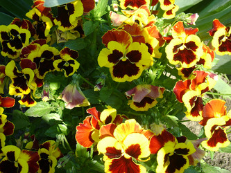 Similar image 1134667