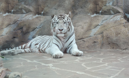 Similar image 1135277