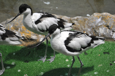 Similar image 1135279