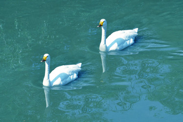 Similar image 1135282