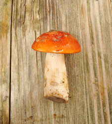 Similar image 1135632