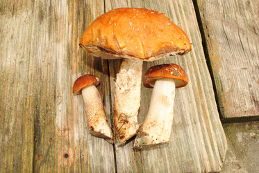 Similar image 1135669