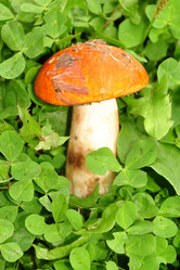 Similar image 1135670