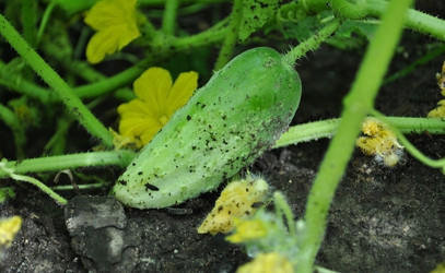 Similar image 1135701