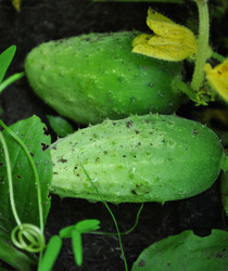 Similar image 1135702