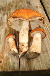 Similar image 1135704