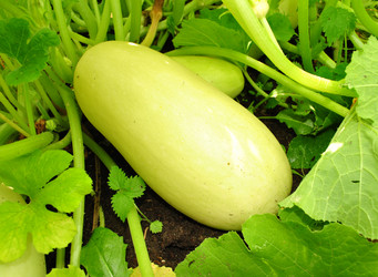 Similar image 1135711