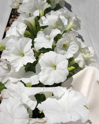 Similar image 1135871