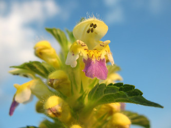 Similar image 1135928