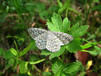 Similar image 1135956