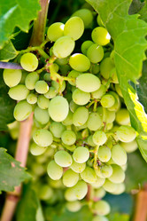 Similar image 1137159