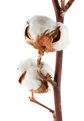 Similar image 1137199