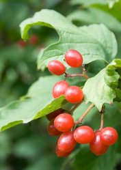 Similar image 1137407