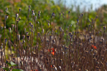 Similar image 1137634