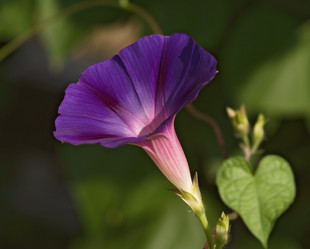 Similar image 1137781