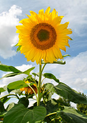 Similar image 1138081